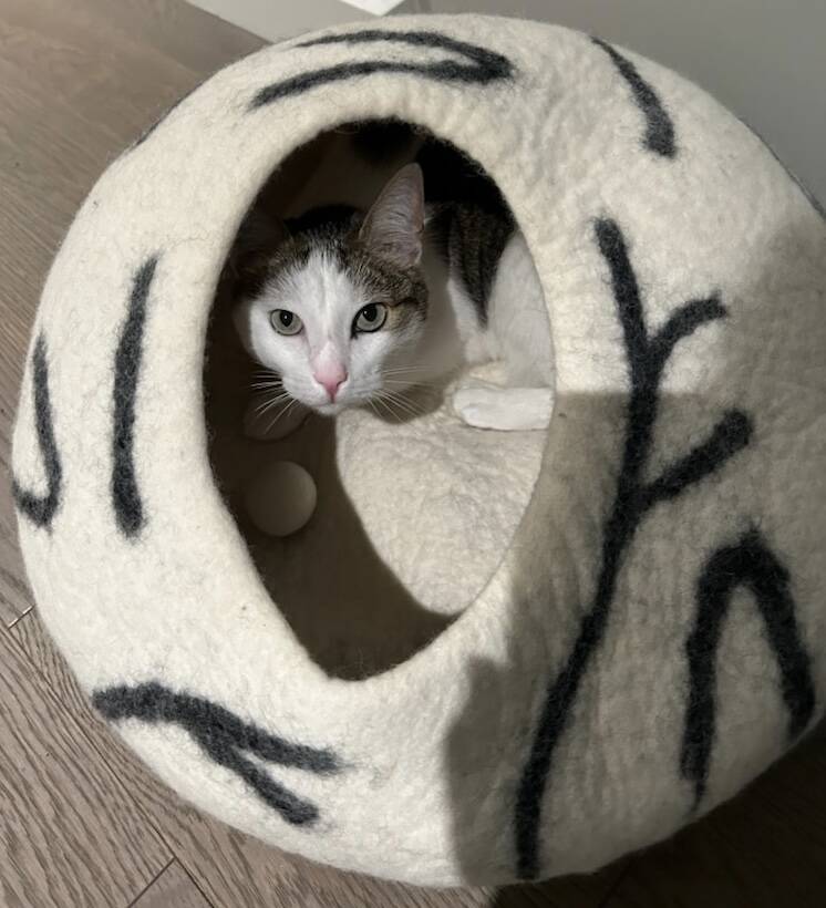 KHUSI Felted Merino Wool Cat Cave Bed (Medium) - Handmade In Nepal, Cozy & Warm Hideaway For Indoor Cats
